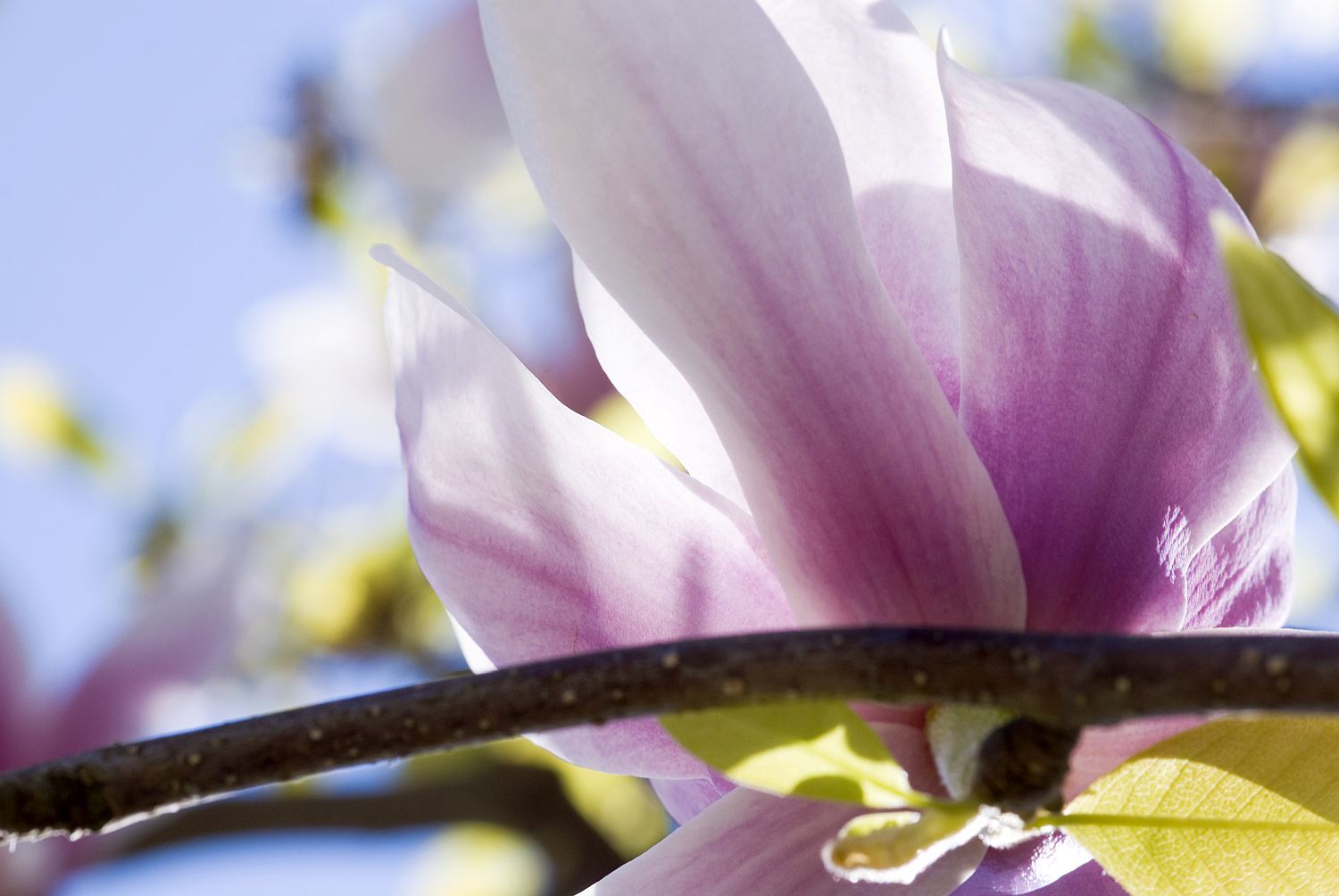 Sinn-Bild #27 Magnolienblüte: Eine Magnolienblüte vor blauem Himmel. (Bild von Adventuria® – Soziales Netzwerk & Journaling-Community, einer Plattform für digitale Tagebücher, Digidiarys, Freundschaft und psychologische Hilfe durch Podcasts)