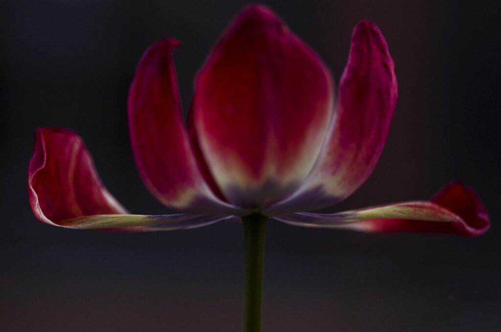 Eine rote weit geöffnete Tulpe in der Nahaufnahme.