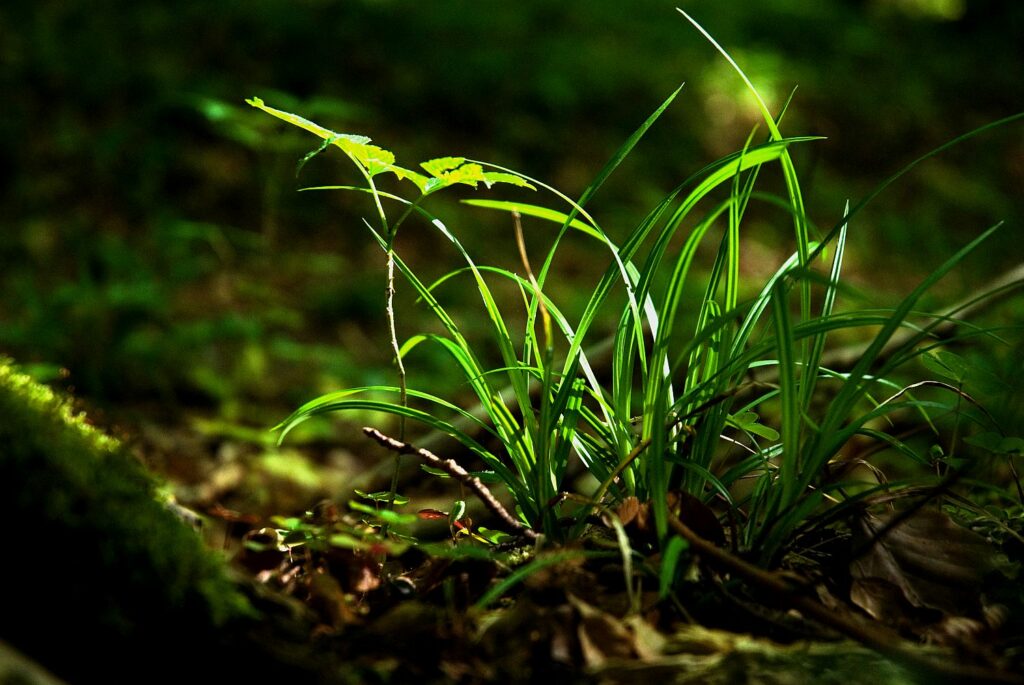 Sinn-Bild #069 Das Gras wächst | Nahaufnahme eines frisch sprießenden Grasbüschel auf dem Waldboden. (Bild von Adventuria® – Soziales Netzwerk & Journaling-Community, einer Plattform für digitale Tagebücher, Digidiarys, Freundschaft und psychologische Hilfe durch Podcasts)