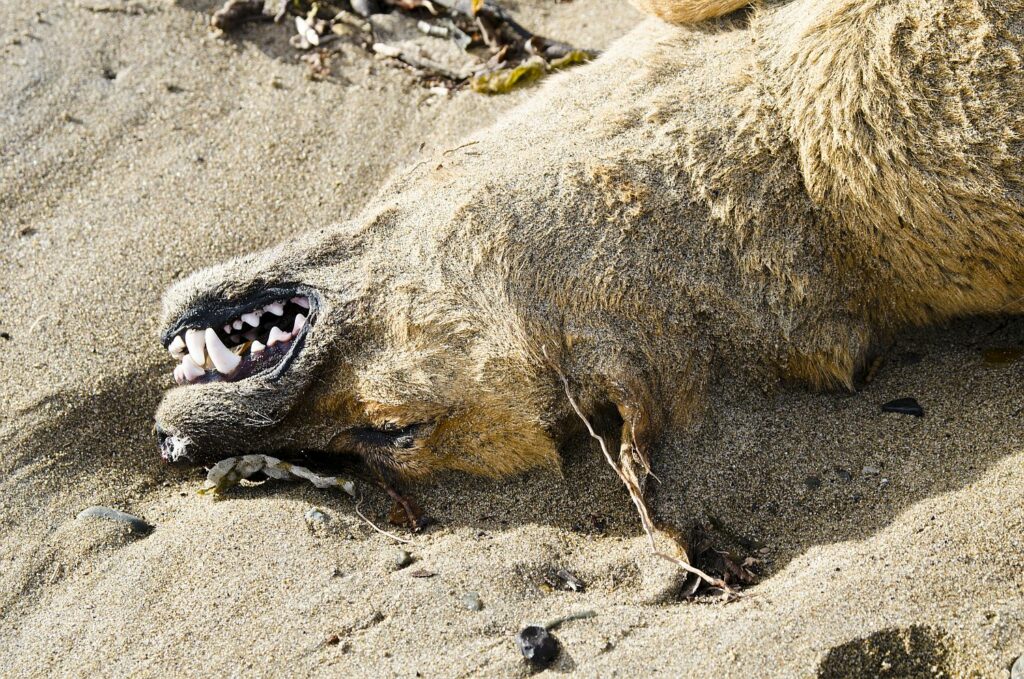 Sinn-Bild #260 Auch dies II | Ein Hund oder Wolf liegt reglos auf Sand, Augen geschlossen und Maul geöffnet mit großen Zähnen. (Bild von Adventuria® – Soziales Netzwerk & Journaling-Community, einer Plattform für digitale Tagebücher, Digidiarys, Freundschaft und psychologische Hilfe durch Podcasts)