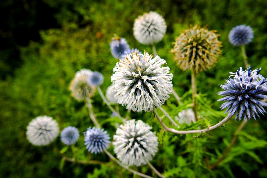 Auf einer saftig grünen Wiese wachsen viele Kugelblumen in weislichen und bläulichen Farbtönen.