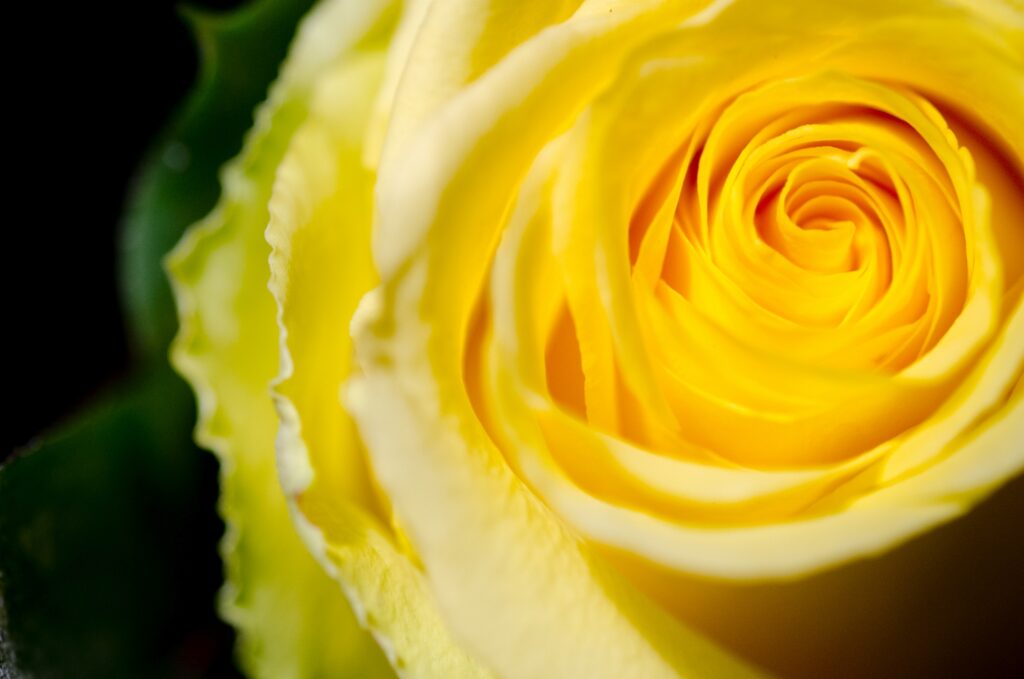 Sinn-Bild #399 Mitgefühl | Nahaufnahme einer gelbfarbigen Rosenblüte. (Bild von Adventuria® – Social Network & Journaling-Plattform für ein persönliches Tagebuch, innerhalb einer Tagebuch-Community mit psychologischer Unterstützung durch Podcasts)