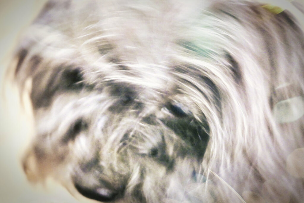 Sinn-Bild #514 The beauty of the inner No | bewegtes Foto von einem Hundekopf mit hellen Haaren und schwarzer Nase. (Bild von Adventuria® – Soziales Netzwerk & Journaling-Community, einer Plattform um ein Online-Tagebuch zu führen, neue Freundschaften zu knüpfen und psychologische Hilfe durch Podcasts)